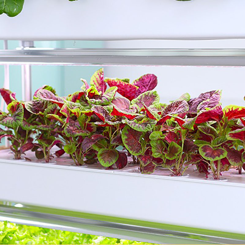ระบบปลูกไฮโดรโปนิกส์แนวตั้งสมา - Smart Garden Box บทวิจารณ์และราคา