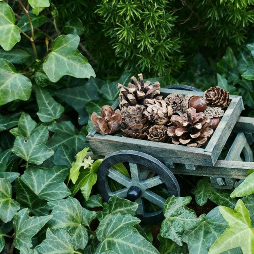 ของตกแต่งสวนเทพนิยาย ชุดจำลองฉ - Smart Garden Mini บทวิจารณ์และราคา